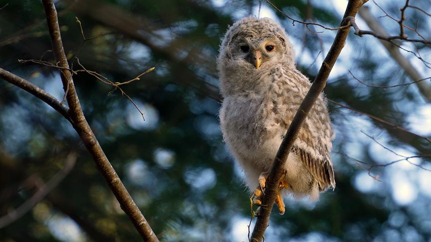 Grauer Kauz mit flaumigen Federn auf einem Ast.