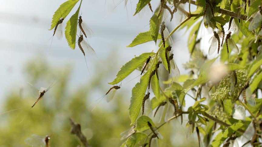 Mehrere Eintagsfliegen landen auf den Blättern eines Baumes oder schwirren darum herum.