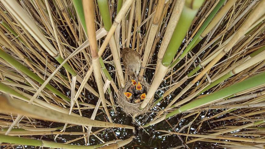 Nest inmitten von Schild. Die Vogelküken reißen ihre Schnäbel weit auf, daneben ein erwachsener Vogel.