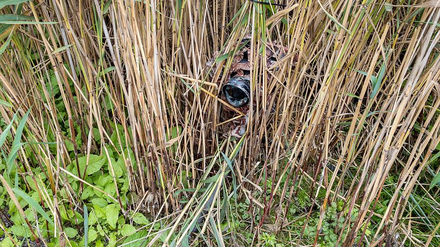 Im Schilf getarnte Kamera.