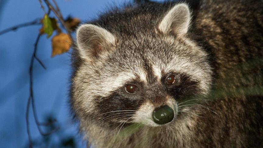 Nahaufnahme eines Waschbärs in der Dämmerung.