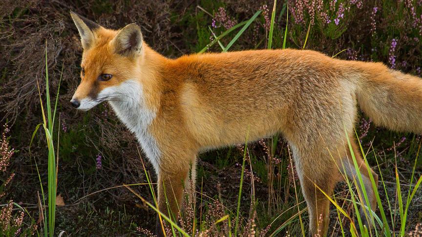 Nahaufnahme eines roten Fuchses.