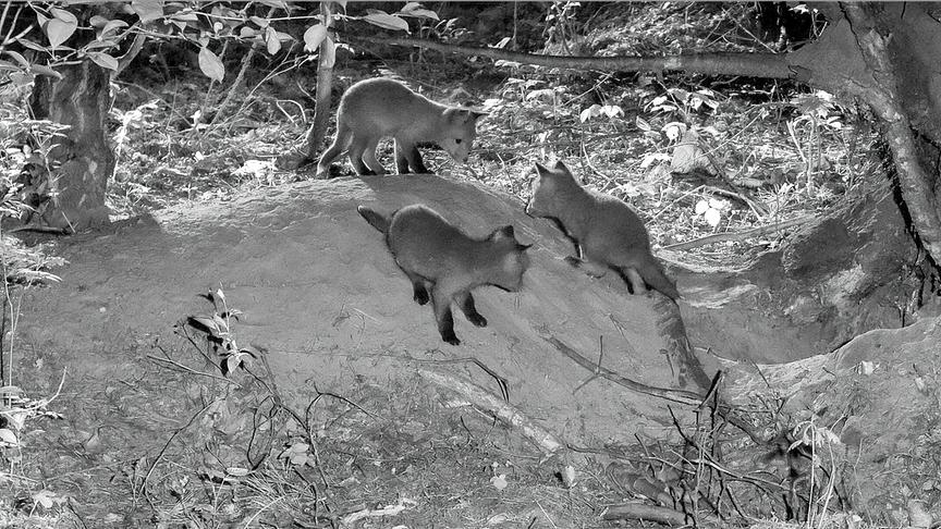 Schwarz-weiß Aufnahme von drei Fuchsjungen außerhalb ihres Baus.