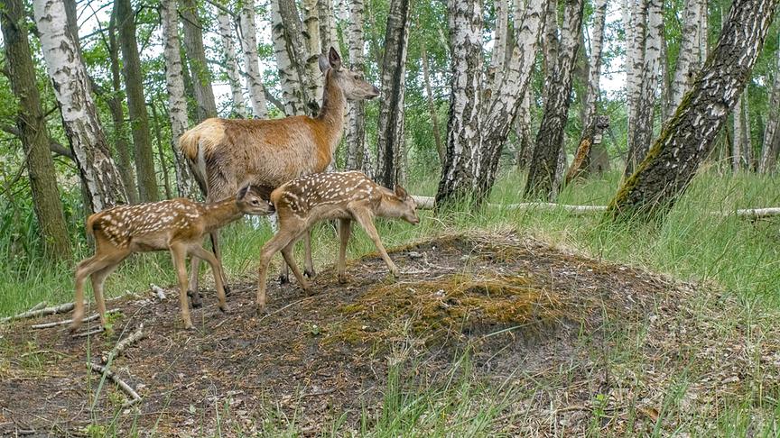 Eine Hirschkub mit zwei Kälbern im Wald.