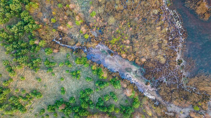 Luftaufnahme eines Waldes. 