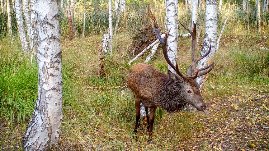 Ein Hirsch in einem Birkenwald.