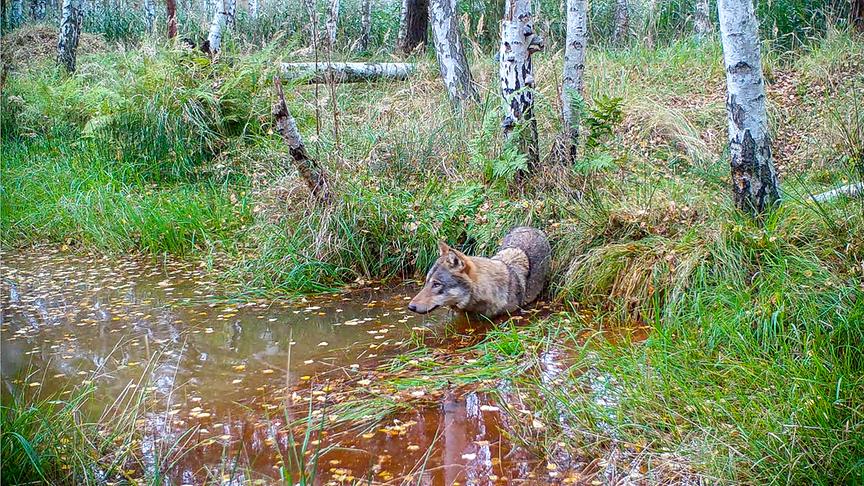 Ein Wolf in einem Gewässer im Wald.