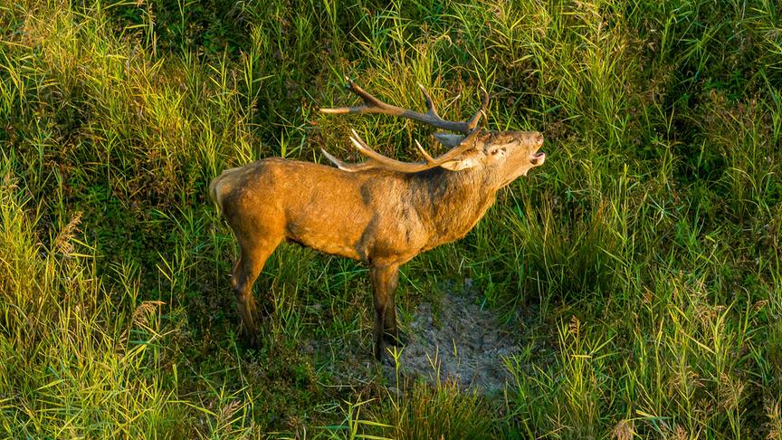 Ein röhrender Hirsch in hoher Vegetation.