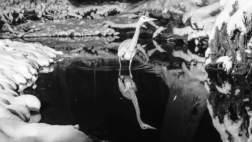 Schwarz-weiß Aufnahme eines Vogels, der durch Wasser stakst, das Ufer scheint schneebedeckt zu sein.