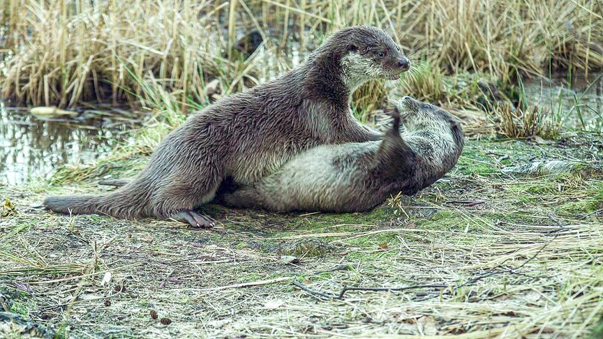 Zwei Otter liegen zusammen am Ufer eines Gewässers.