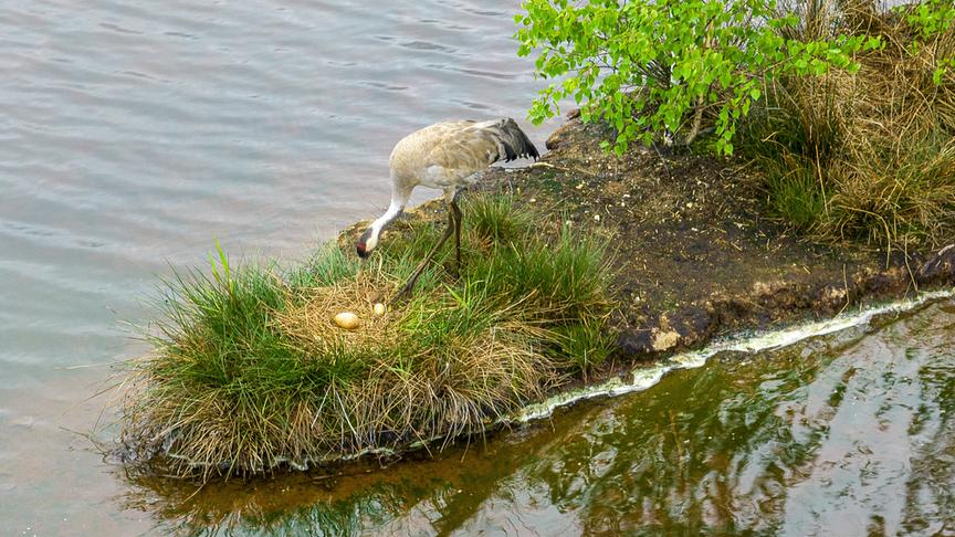 Ein Kranich bei seinem Nest, indem ein Ei liegt, an einem spitz zulaufendem Landstreifen umgeben von Wasser.