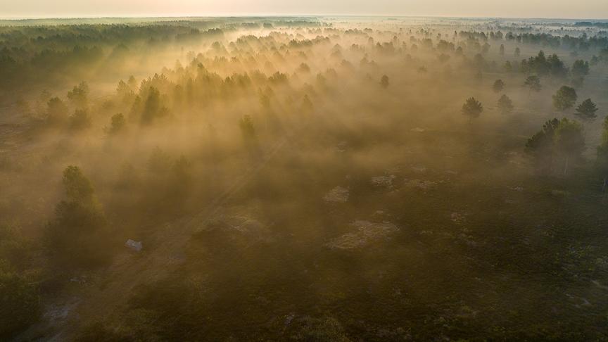 Sonnenstrahlen über einem noch nebeligen Wald.