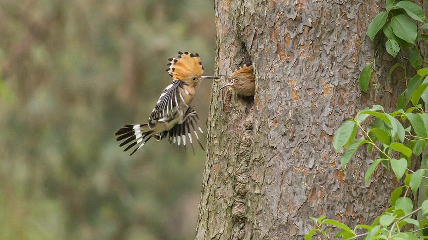 Ein Vogel besucht seinen Partner in einer Baumhöhle.