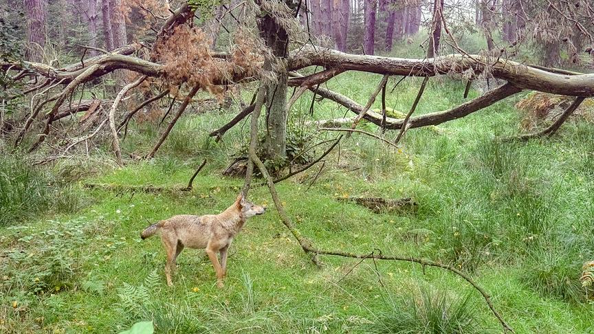 Ein hundeähnliches Wildtier schnuppert in der Luft in einem Wald neben einem großen, umgefallenen Baum.