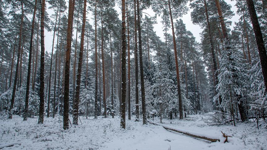Verschneiter Wald