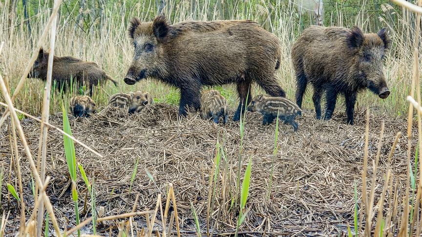 Eine Wildschwein Familie mit mehreren erwachsenen Tieren und kleinen Frischlingen im hohen Schilf.