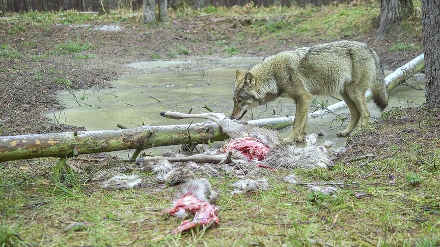 Ein Wolf neben seiner Beute, einem zerteilten Reh, im Wald.