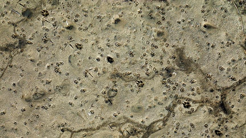 Viele verschiedene Pfade aus Pfotenabdrücken im Sand