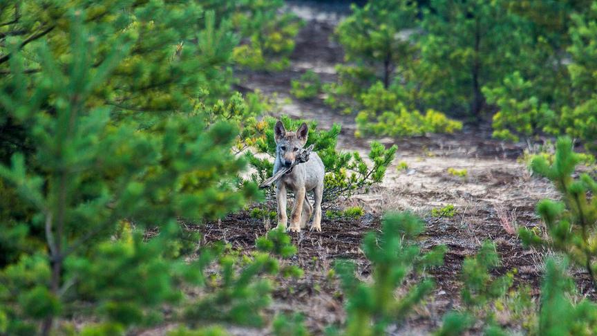 Ein junger Wolf mit einem Holzstück im Maul