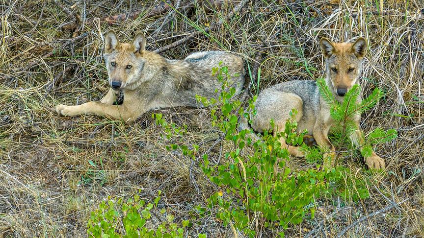 Zwei junge Wölfe liegen nebeneinander im Gras.