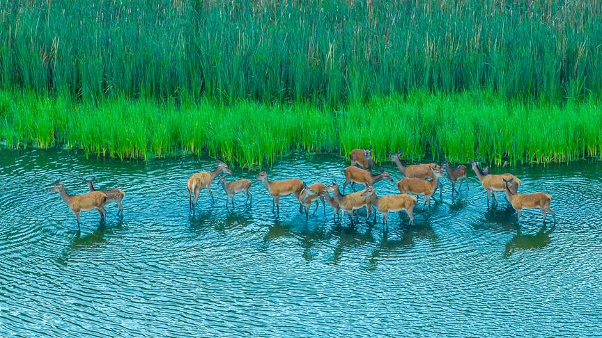 Mehrere Rothirsche in enem seichten Gewässer vor hohem Schilf