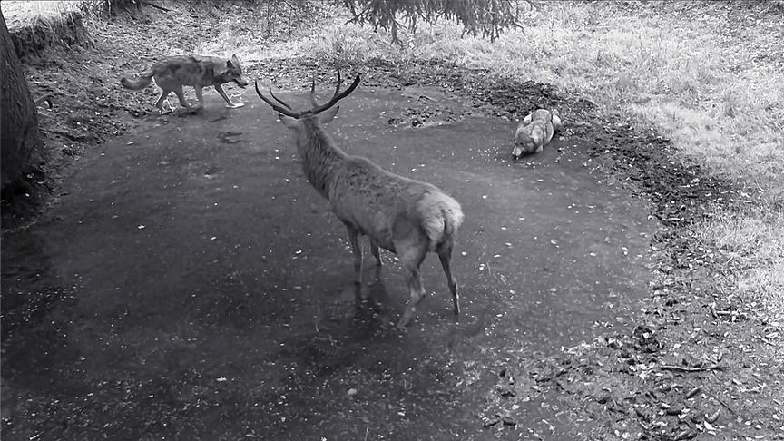 Schwarz-weiß Aufnahme eines Hirsches, der von zwei Wölfen bedrängt wird