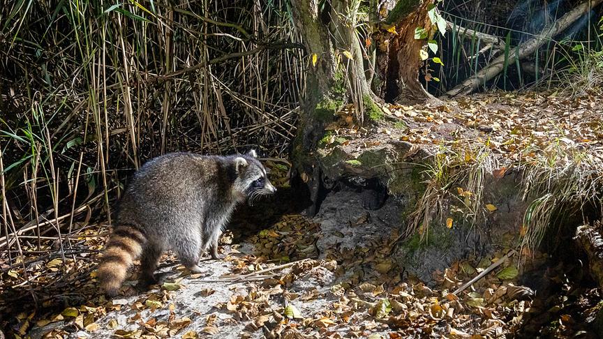 Waschbär an einem Flussufer