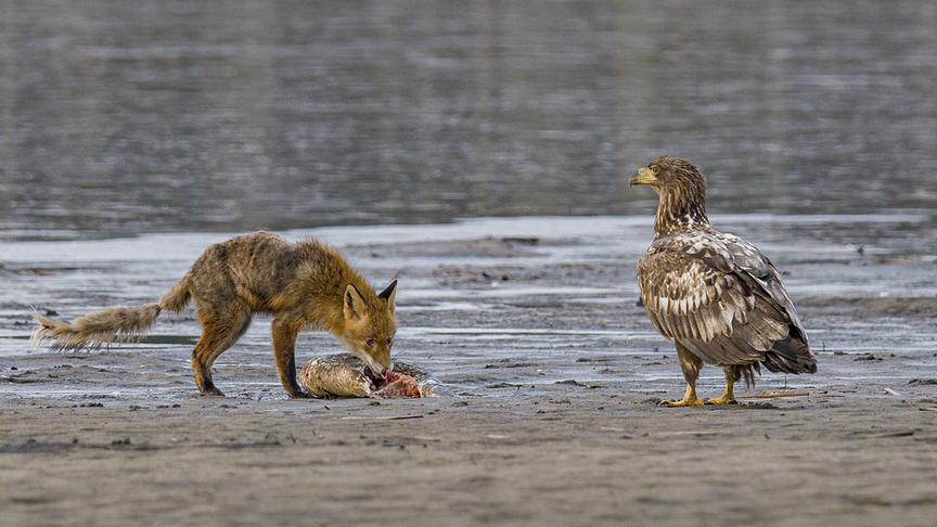 Ein Fuchs frisst einen Fisch, daneben wartet ein Adler.