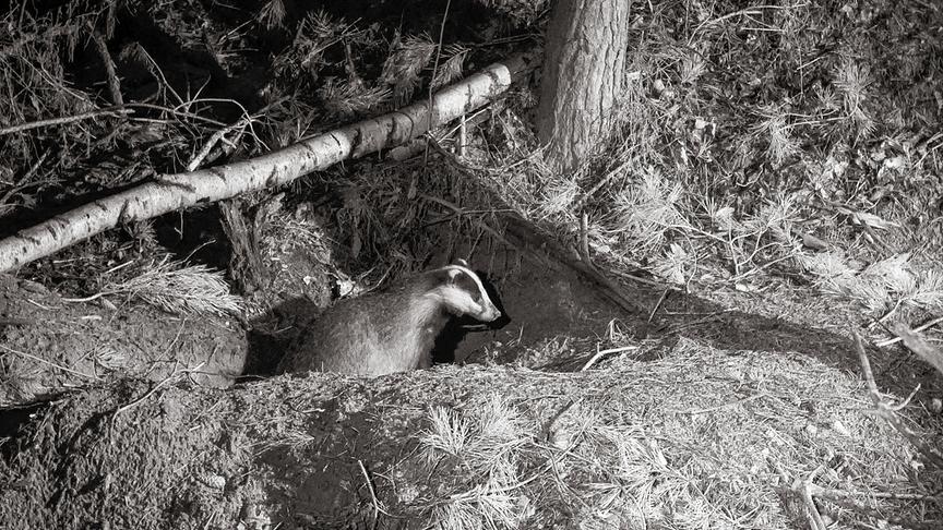 Schwarz-weiß Aufnahme eines Dachses in einem Wald