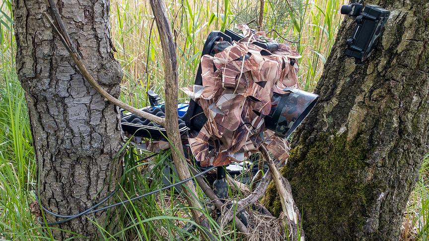 Getarnte Kamerafalle in einer Baumgabelung. 
