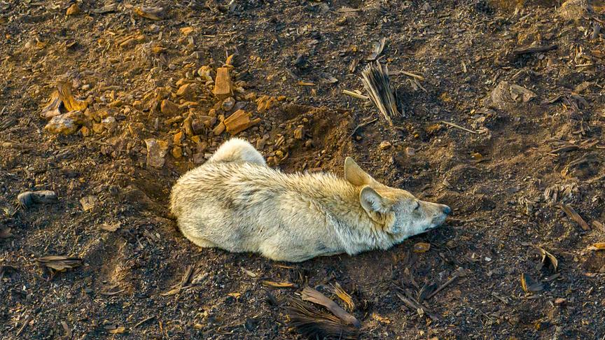 Ein Fuchs schläft in einer Erdmulde