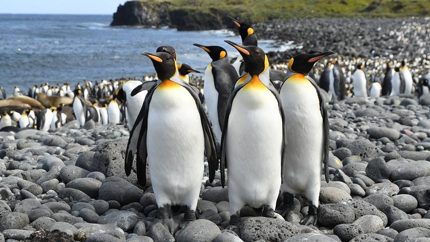 © Foto: ORF/WDR/Plimsoll Productions Eine Gruppe Königspinguine steht beisammen auf einem Steinstrand.