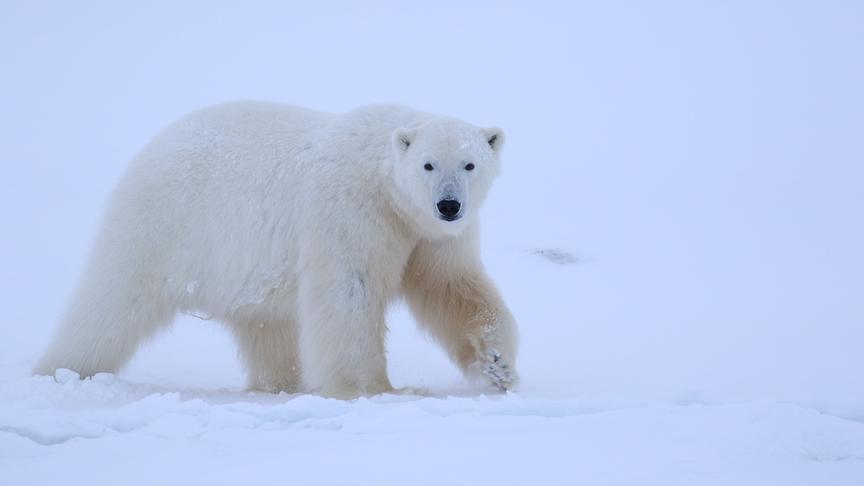 © Foto: ORF/WDR/Plimsoll Productions Ein Eisbär blickt während des Gehens direkt in die Kamera.