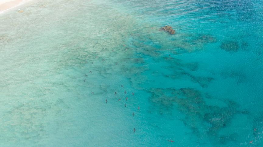 © Foto: ORF/WDR/Plimsoll Productions Eine Schule Haie zieht als Gruppe durch türkises Wasser nahe des Strandes.
