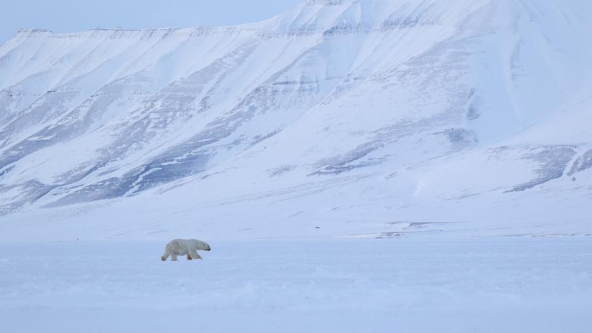 © Foto: ORF/WDR/Plimsoll Productions Ein Eisbär wandert durch den Schnee vor einem Bergpanorama.