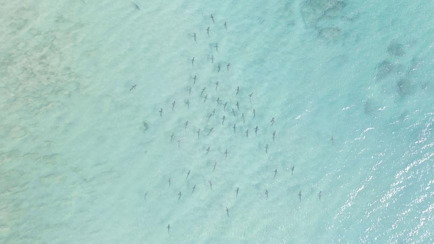 © Foto: ORF/WDR/Plimsoll Productions Eine Schule Haie schwimmt als Gruppe durch helltürkises Wasser.