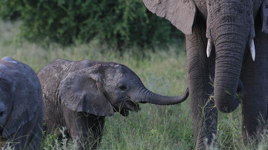 © Foto: ORF/WDR/Plimsoll Productions Ein Elefantenjunges streckt den Rüssel zu einem erwachsenen Elefanten aus.