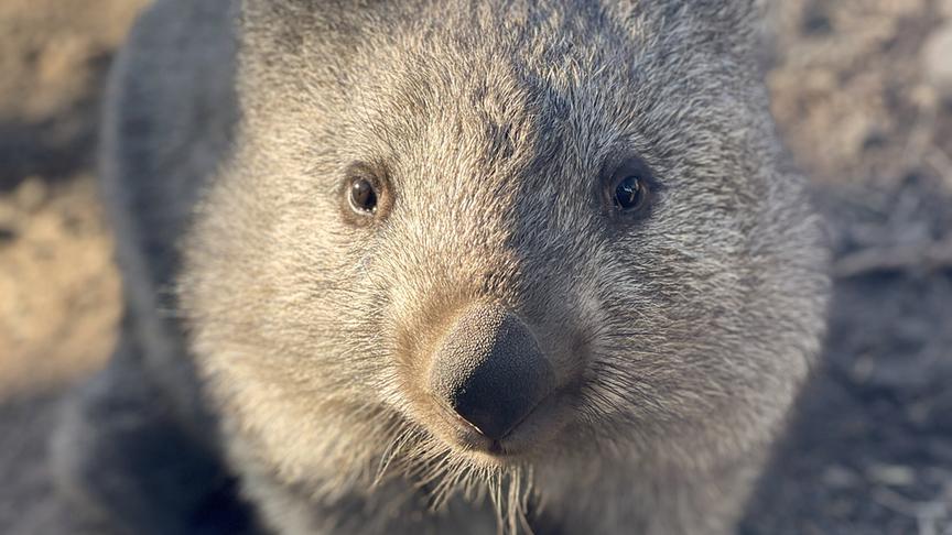 Nahaufnahme eines Wombats