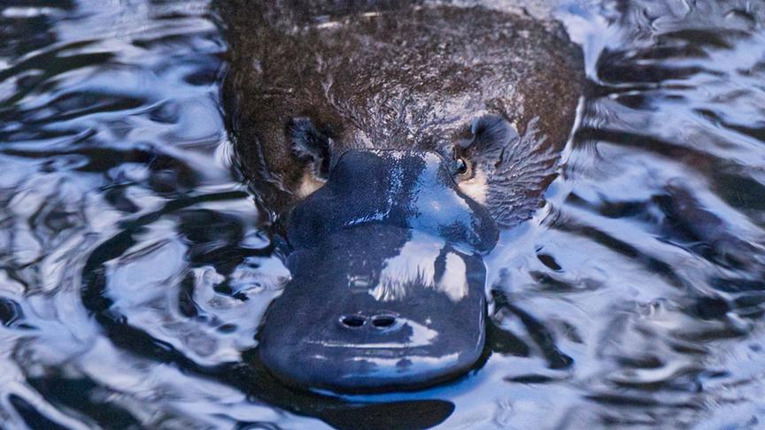 Schnabeltier im Wasser