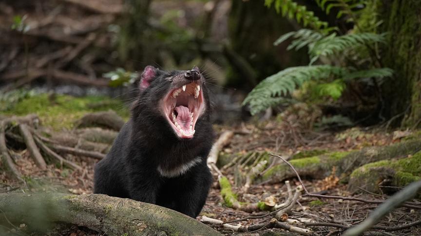 Beutelteufel mit weit aufgerissenem Maul, in dem spitze Zähne zu sehen sind