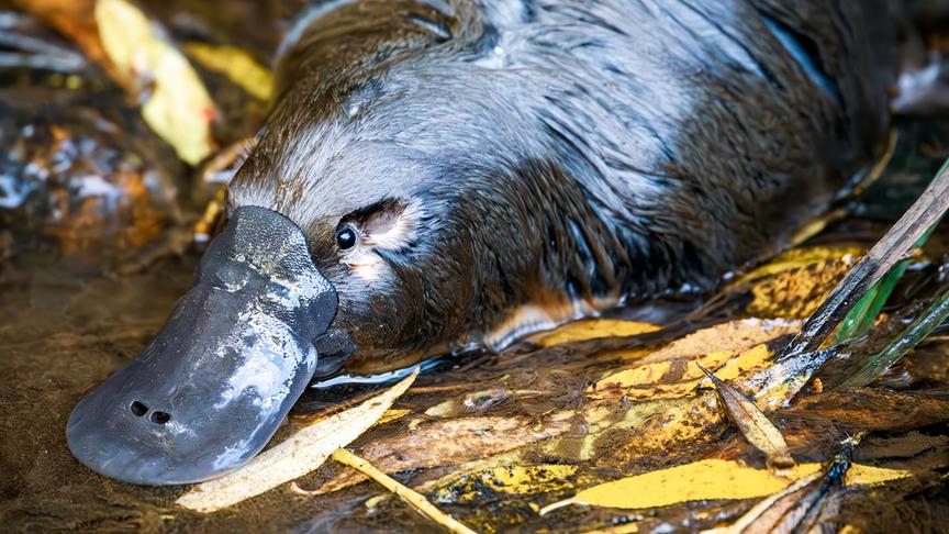 Schnabeltier in niedrigem Wasser