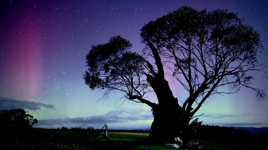 Grüne und violette Südpolarlichter am Himmel, im Vordergrund die Silhouette eines ausladenden Baumes