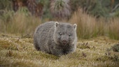 Wombat auf kurzem Gras blickt direkt in die Kamera