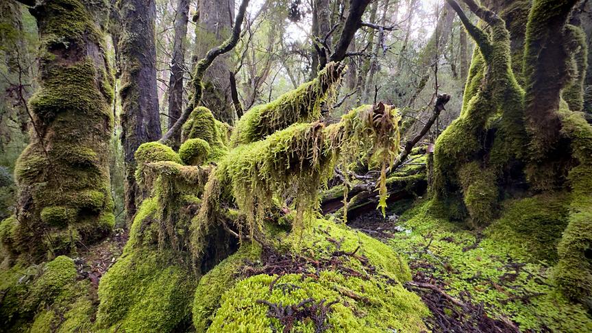 Knorriger Wald mit Moosbewachsung