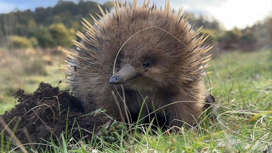 Ameisenigel auf einer Wiese