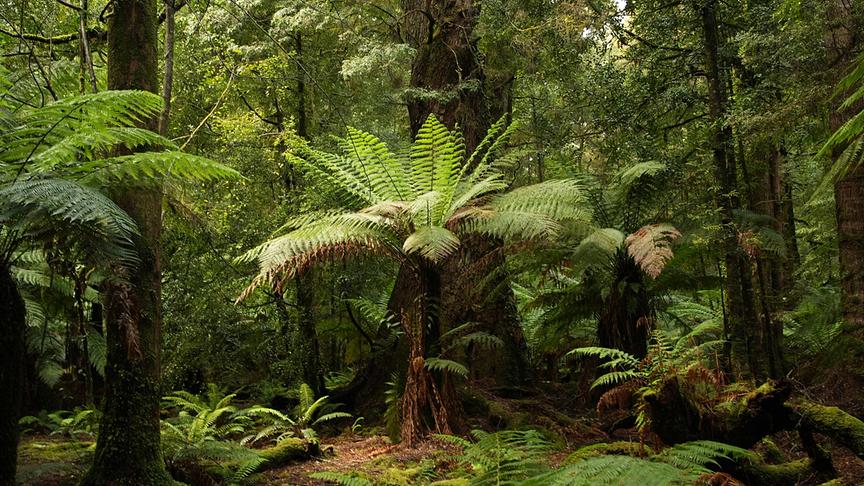 Dicht bewachsener grüner Wald mit Palmen und Farnen
