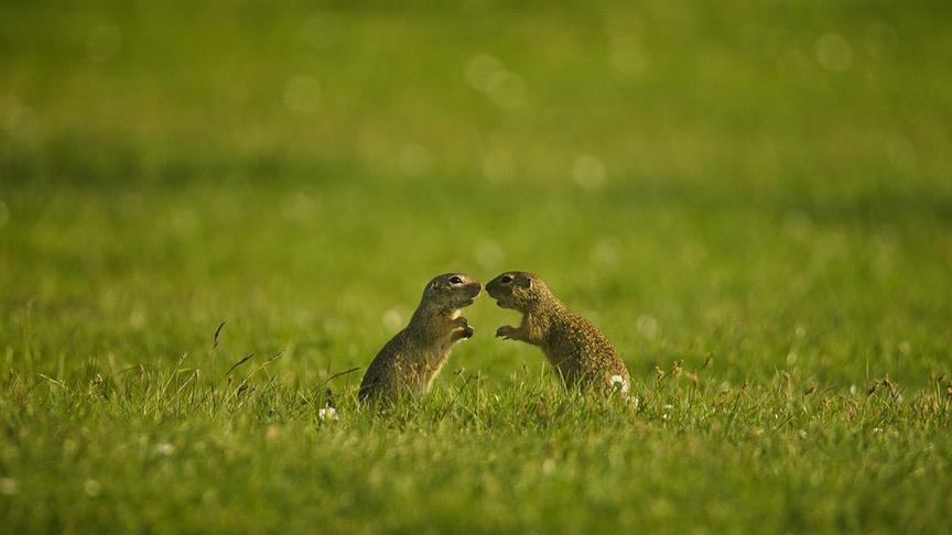 Zwei Ziesel stehen sich zum Kampf aufgerichtet gegenüber auf einer Grasfläche.