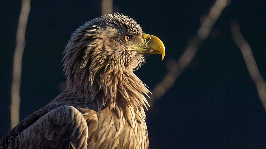 Ein Seeadler mit braunem, geflecktem Gefieder und gebogenem, gelbem Schnabel.
