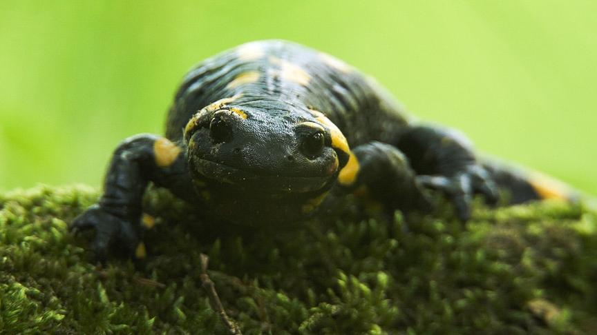 Ein Feuersalamander auf Moos.