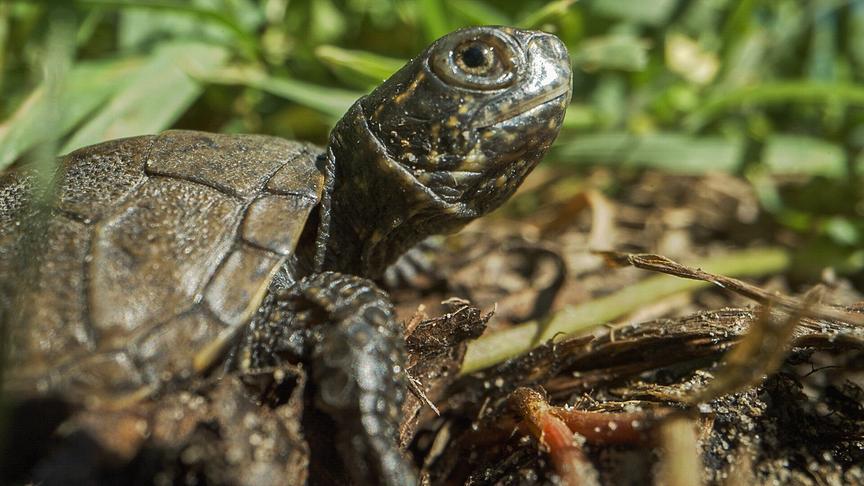 Eine Schildkröte auf einer grasigen Fläche.